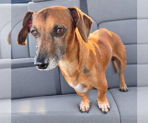 Dachshund-Unknown Mix Dogs for adoption in New York, NY, USA