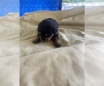 Small Photo #26 Rottweiler Puppy For Sale in RICHLAND, GA, USA