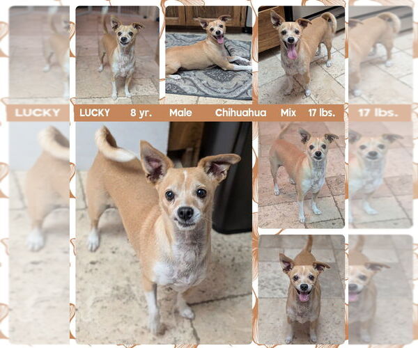 Medium Photo #1 Chihuahua-Unknown Mix Puppy For Sale in Mesa, AZ, USA