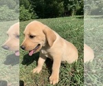 Small Photo #8 Labrador Retriever Puppy For Sale in CHATTANOOGA, TN, USA