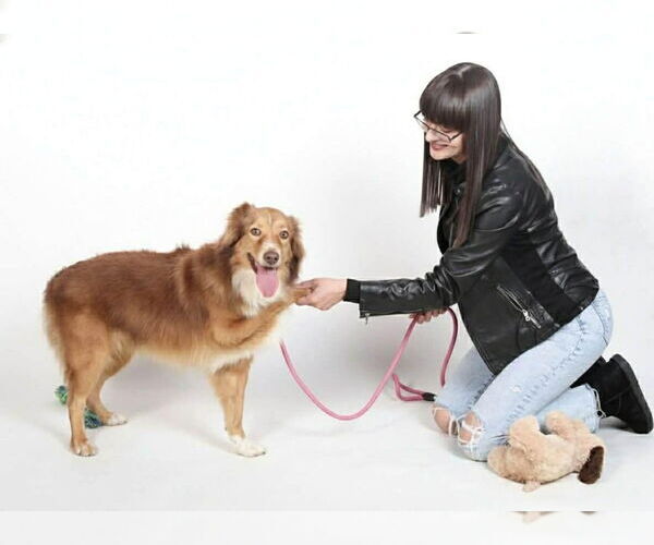 Medium Photo #3 Australian Shepherd Puppy For Sale in Oak Bluffs, MA, USA