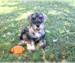 Kennedy - Male Schnauzer (Miniature) Puppy for Sale - Photo #6