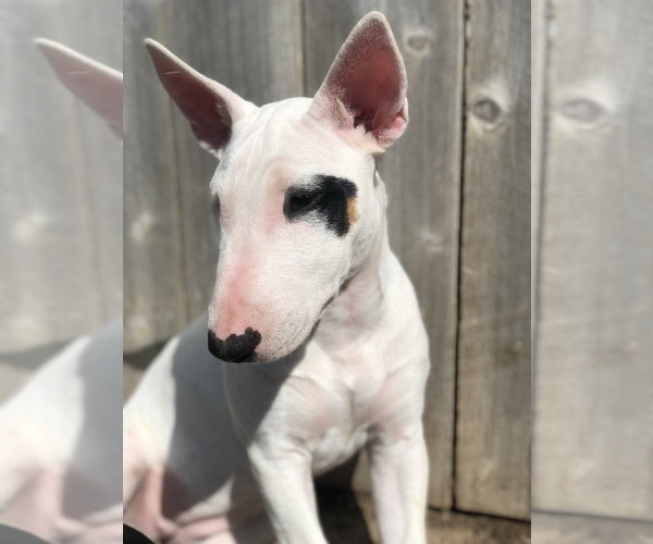 Medium Photo #1 Miniature Bull Terrier Puppy For Sale in MODESTO, CA, USA