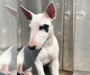 Miniature Bull Terrier Puppy for sale in MODESTO, CA, USA