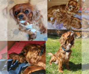 Mother of the Cavalier King Charles Spaniel puppies born on 03/31/2023