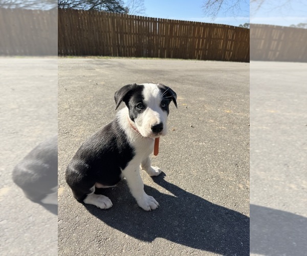 Medium Photo #6 Border Collie Puppy For Sale in HUNTERSVILLE, NC, USA