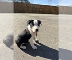 Small Photo #6 Border Collie Puppy For Sale in HUNTERSVILLE, NC, USA