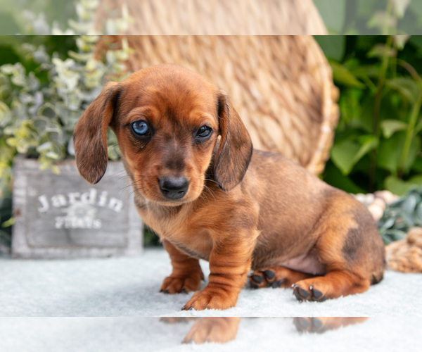 Medium Photo #24 Dachshund Puppy For Sale in ELIZABETHTOWN, PA, USA
