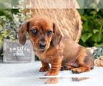 Small Photo #24 Dachshund Puppy For Sale in ELIZABETHTOWN, PA, USA