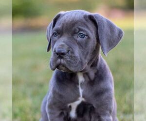 Cane Corso Puppy for sale in NARVON, PA, USA