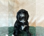 Small #3 Sheepadoodle