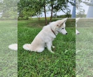 Pomsky Puppy for sale in FRYTOWN, IA, USA