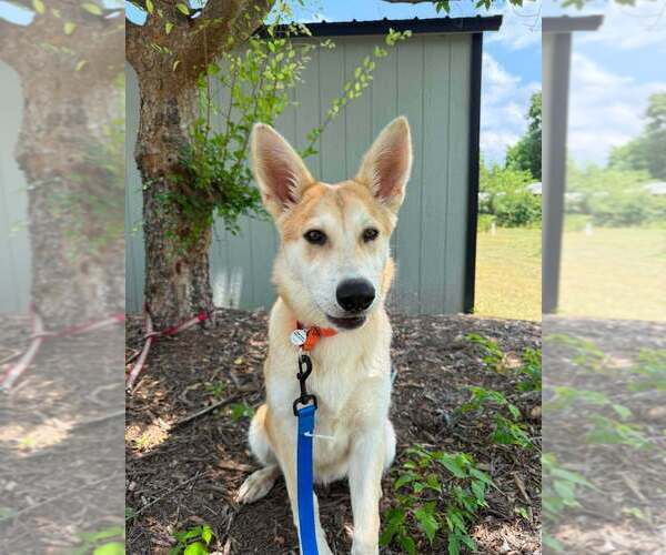 Medium Photo #1 Siberian Husky-Unknown Mix Puppy For Sale in Candler, NC, USA