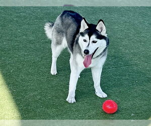 Siberian Husky Dogs for adoption in Martinez, CA, USA