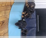 Small #5 Dachshund
