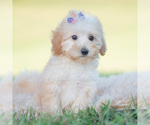 Small Photo #77 Goldendoodle (Miniature) Puppy For Sale in WARSAW, IN, USA