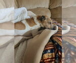Small #7 Jack Russell Terrier Mix