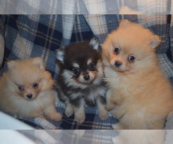 Medium Photo #14 Pomeranian Puppy For Sale in DINWIDDIE, VA, USA