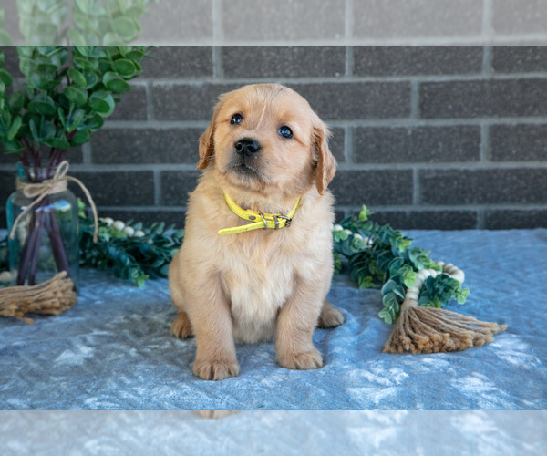 Medium Photo #3 Golden Retriever Puppy For Sale in MILLERSBURG, OH, USA