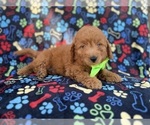 Small #1 Goldendoodle (Miniature)