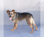 Small #1 Mutt