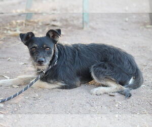 Miniature Schnauzer-Unknown Mix Dogs for adoption in El Centro, CA, USA