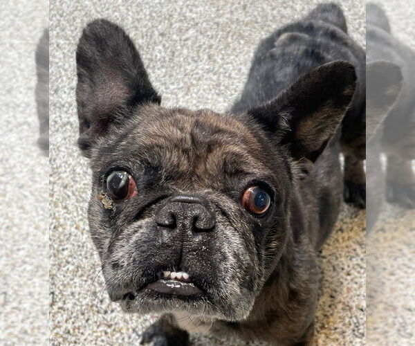 Medium Photo #11 French Bulldog-Unknown Mix Puppy For Sale in Lake Forest, CA, USA