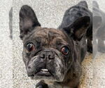Small #10 French Bulldog Mix