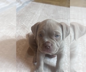 Medium American Bully