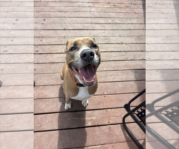 Medium Photo #3 Mutt Puppy For Sale in Virginia Beach, VA, USA