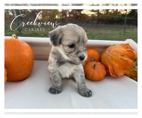 Medium Photo #4 Havanese Puppy For Sale in NIANGUA, MO, USA