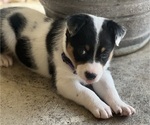 Puppy Millie Texas Heeler