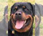 Small Photo #2 Rottweiler Puppy For Sale in BUFFALO, NY, USA