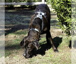 Small Photo #2 Mountain Cur-Plott Hound Mix Puppy For Sale in Blairsville, GA, USA