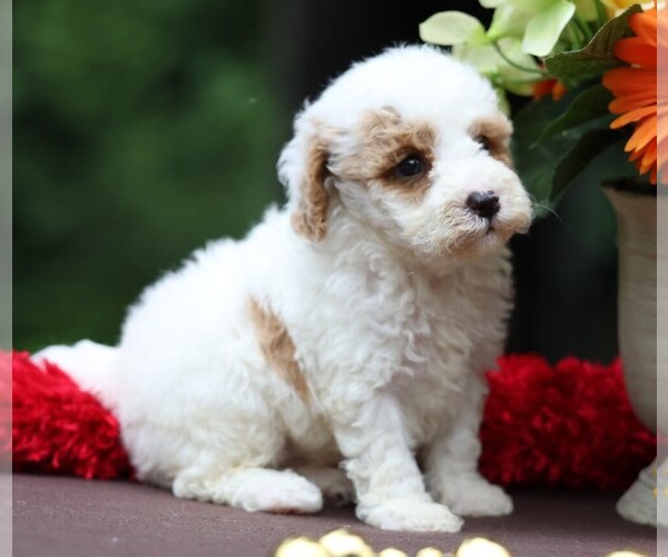 Medium Photo #6 Cavapoo Puppy For Sale in JONES, MI, USA