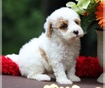 Small #5 Cavapoo