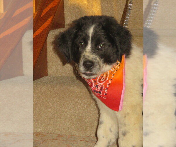 Medium Photo #6 Newfoundland Puppy For Sale in MECHANICSVILLE, MD, USA