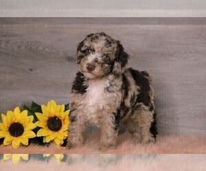 Poodle (Standard) Puppy for sale in FREDERICKSBG, OH, USA