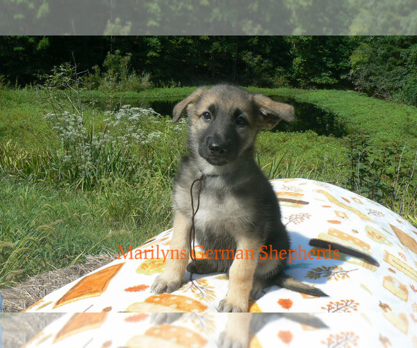 Medium Photo #3 German Shepherd Dog Puppy For Sale in PIEDMONT, MO, USA