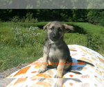 Small #2 German Shepherd Dog