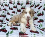 Small #7 Miniature Australian Shepherd