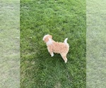 Small #10 Miniature Bernedoodle