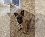 Small #1 Belgian Malinois