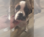 Small Cavalier King Charles Spaniel Mix