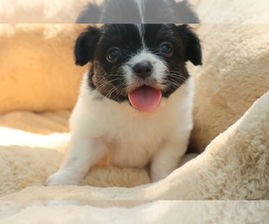 Saint Bernard Puppy for sale in SAN ANTONIO, TX, USA