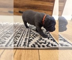 Small Photo #29 Cane Corso Puppy For Sale in BARBOURSVILLE, VA, USA