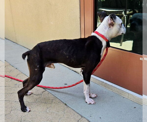 Medium Photo #4 Boston Terrier Puppy For Sale in Huntington Beach, CA, USA