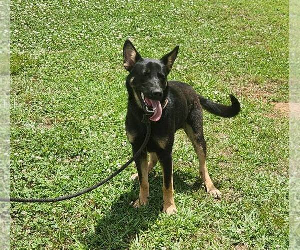Medium Photo #1 German Shepherd Dog-Unknown Mix Puppy For Sale in Royal Palm Beach, FL, USA