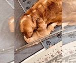 Small #25 Golden Retriever