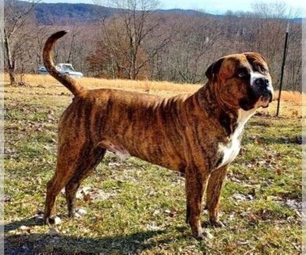 Medium Photo #1 Alapaha Blue Blood Bulldog Puppy For Sale in SHELOCTA, PA, USA